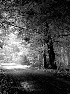 Preview wallpaper road, autumn, black-and-white, trees, pool