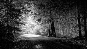 Preview wallpaper road, autumn, black-and-white, trees, pool