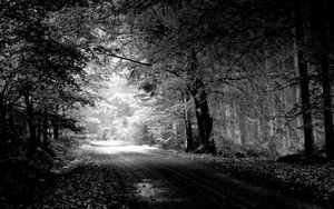 Preview wallpaper road, autumn, black-and-white, trees, pool