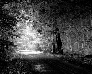 Preview wallpaper road, autumn, black-and-white, trees, pool