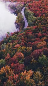 Preview wallpaper road, autumn, fog, trees