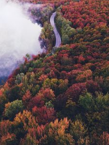 Preview wallpaper road, autumn, fog, trees