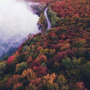 Preview wallpaper road, autumn, fog, trees