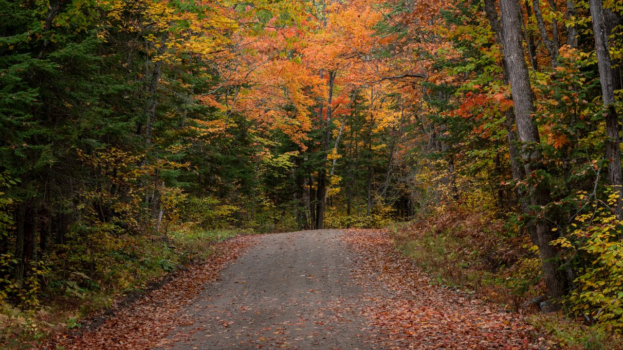 Wallpaper road, autumn, forest, trees, nature, landscape