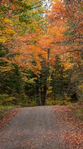 Preview wallpaper road, autumn, forest, trees, nature, landscape