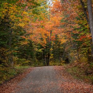 Preview wallpaper road, autumn, forest, trees, nature, landscape