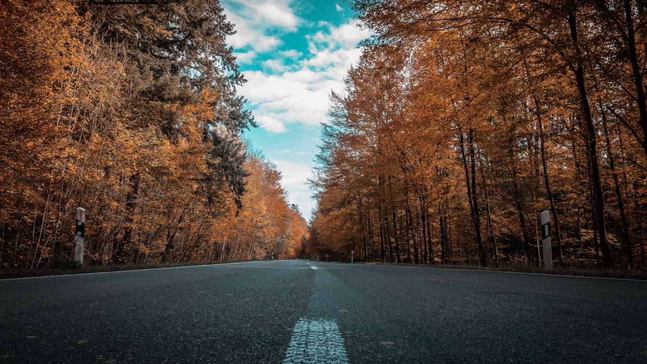 Wallpaper road, autumn, trees