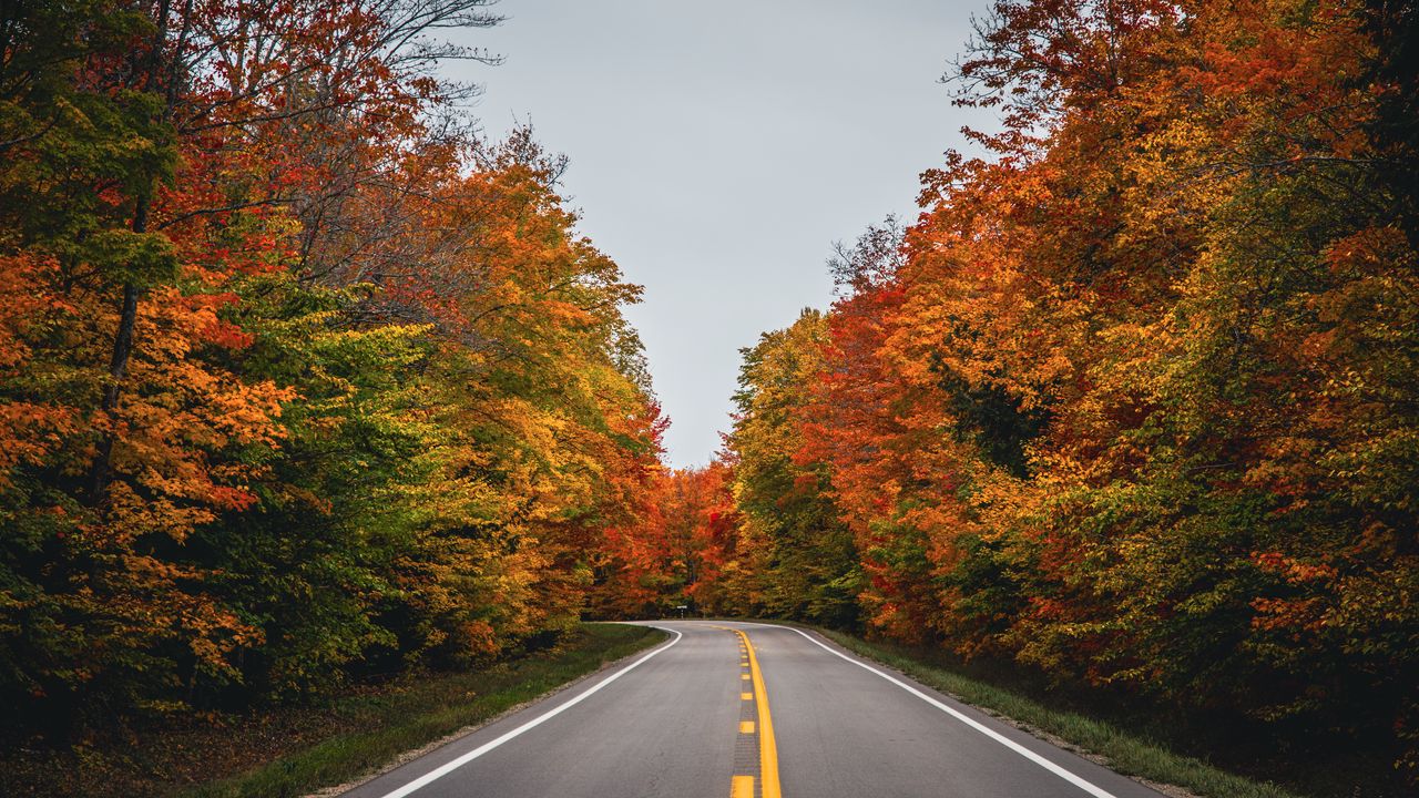 Wallpaper road, autumn, trees, nature