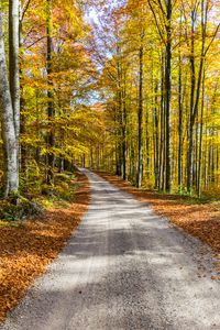 Preview wallpaper road, autumn, trees, foliage