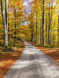 Preview wallpaper road, autumn, trees, foliage