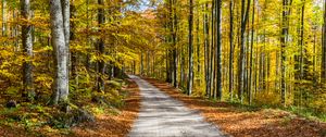 Preview wallpaper road, autumn, trees, foliage