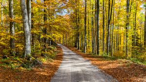 Preview wallpaper road, autumn, trees, foliage