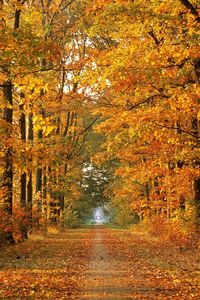 Preview wallpaper road, autumn, trees, avenue, leaf fall, october, way
