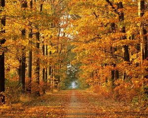 Preview wallpaper road, autumn, trees, avenue, leaf fall, october, way