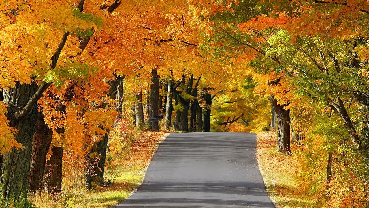 Wallpaper road, avenue, trees, asphalt, autumn, wisconsin hd, picture ...
