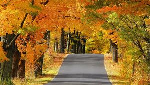 Preview wallpaper road, avenue, trees, asphalt, autumn, wisconsin