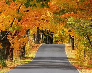 Preview wallpaper road, avenue, trees, asphalt, autumn, wisconsin