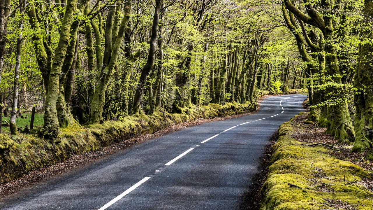 Wallpaper road, bend, forest, trees, nature