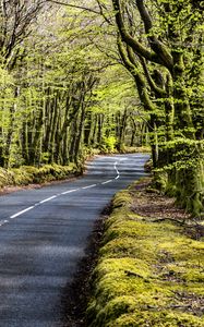 Preview wallpaper road, bend, forest, trees, nature