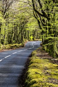 Preview wallpaper road, bend, forest, trees, nature