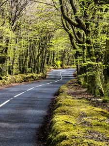 Preview wallpaper road, bend, forest, trees, nature