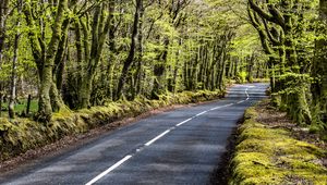 Preview wallpaper road, bend, forest, trees, nature