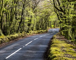 Preview wallpaper road, bend, forest, trees, nature