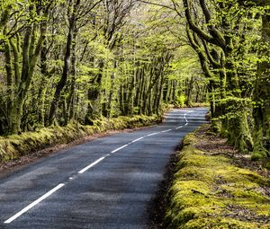 Preview wallpaper road, bend, forest, trees, nature