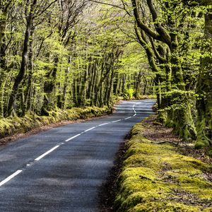 Preview wallpaper road, bend, forest, trees, nature