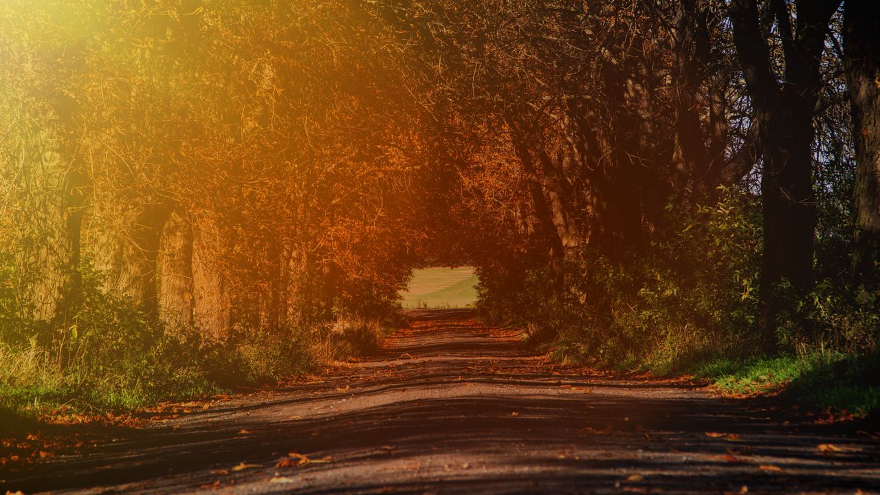 Wallpaper road, branches, autumn, sunlight, trees