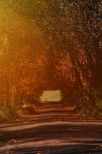 Preview wallpaper road, branches, autumn, sunlight, trees