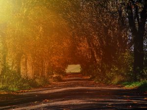 Preview wallpaper road, branches, autumn, sunlight, trees