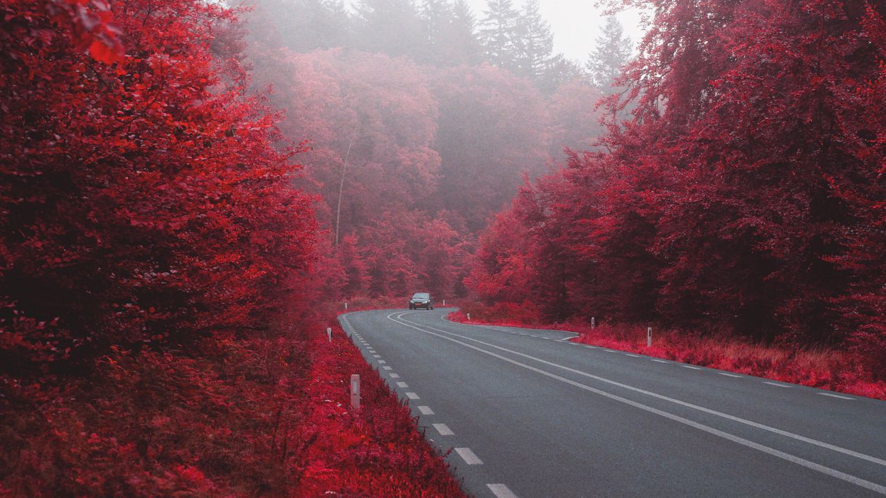 Wallpaper road, car, autumn, bushes, fog