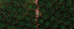 Preview wallpaper road, car, palm, aerial view, branches