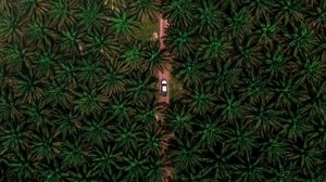 Preview wallpaper road, car, palm, aerial view, branches