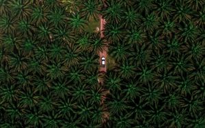 Preview wallpaper road, car, palm, aerial view, branches