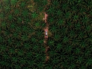 Preview wallpaper road, car, palm, aerial view, branches