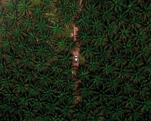 Preview wallpaper road, car, palm, aerial view, branches