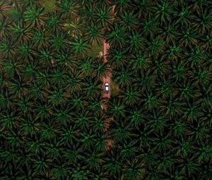 Preview wallpaper road, car, palm, aerial view, branches