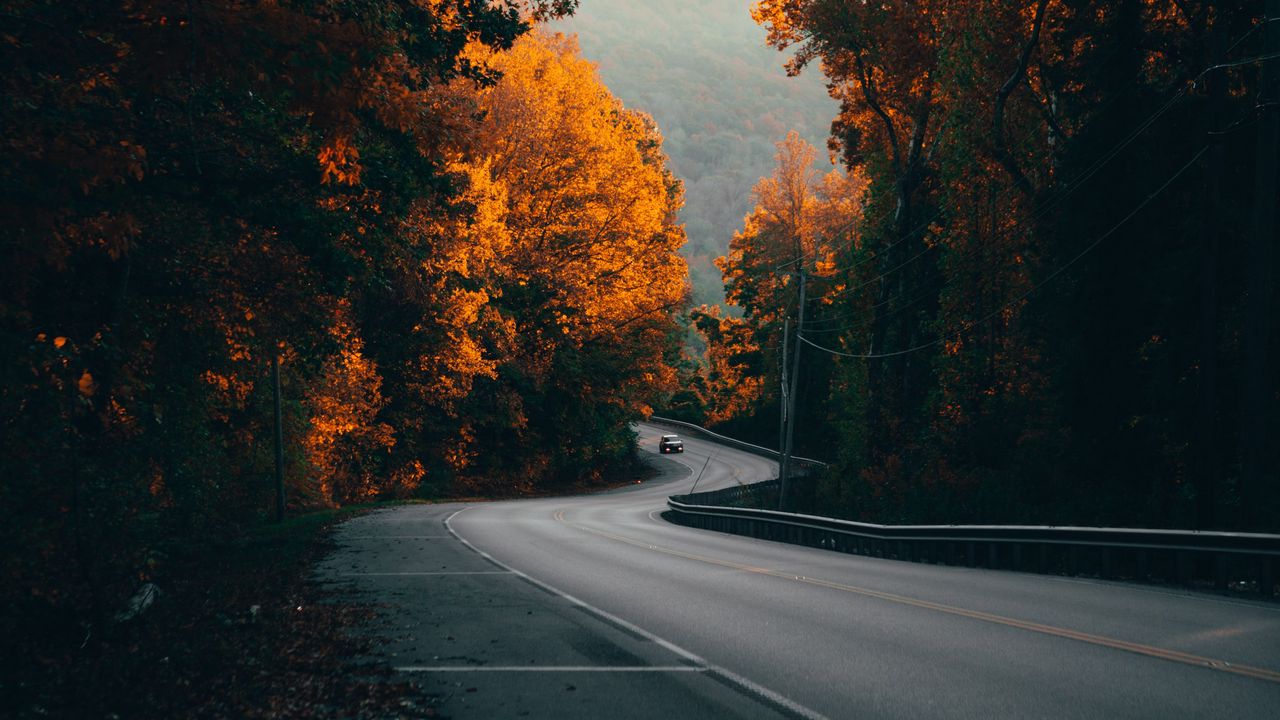 Wallpaper road, car, trees, fog