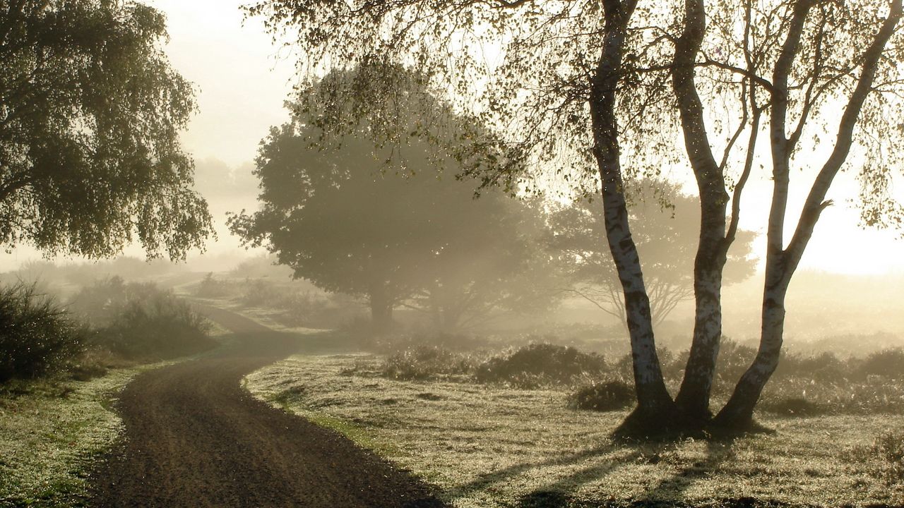 Wallpaper road, country, fog, morning, birch, dew