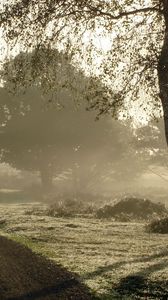 Preview wallpaper road, country, fog, morning, birch, dew