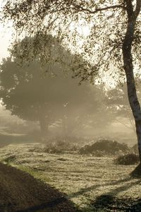 Preview wallpaper road, country, fog, morning, birch, dew