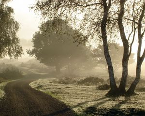 Preview wallpaper road, country, fog, morning, birch, dew