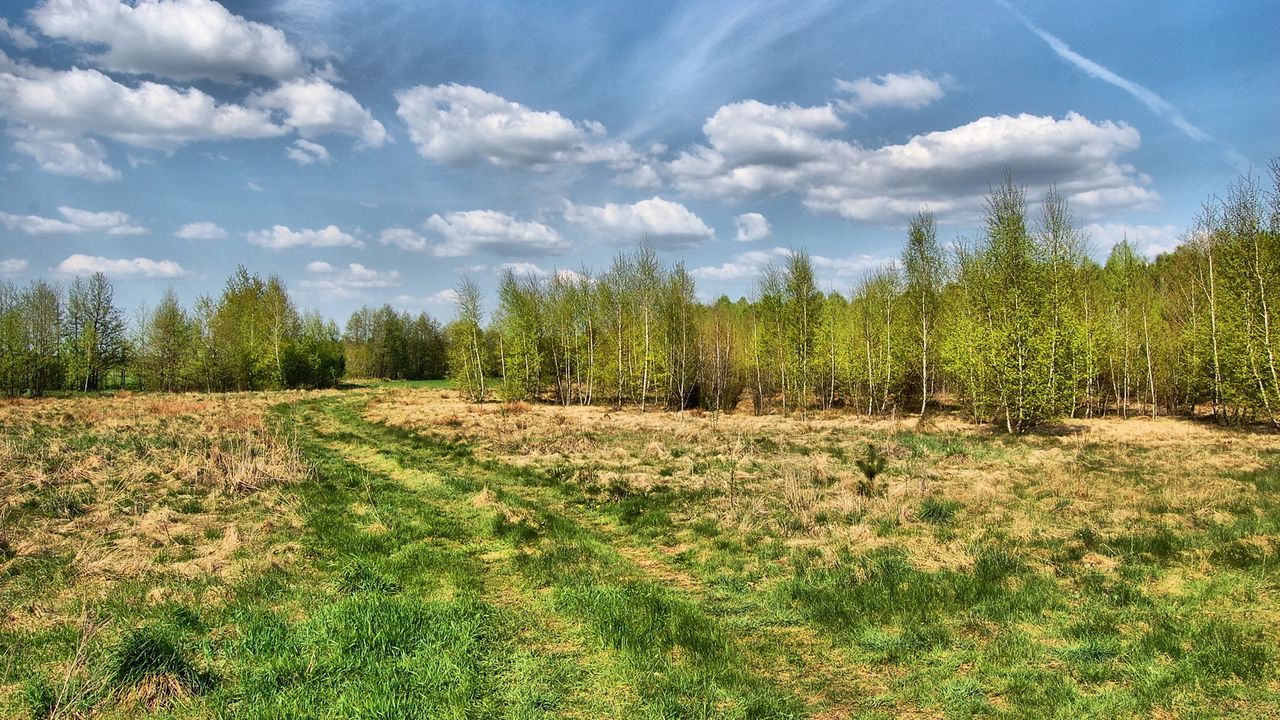 Wallpaper road, country, trees, summer, grass, sky, trace, wood, young growth