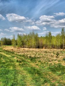 Preview wallpaper road, country, trees, summer, grass, sky, trace, wood, young growth