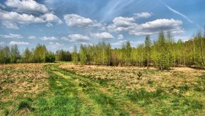 Preview wallpaper road, country, trees, summer, grass, sky, trace, wood, young growth