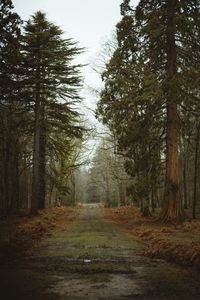 Preview wallpaper road, dirt, trees, forest, nature