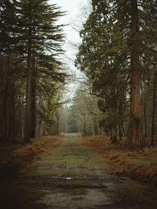 Preview wallpaper road, dirt, trees, forest, nature