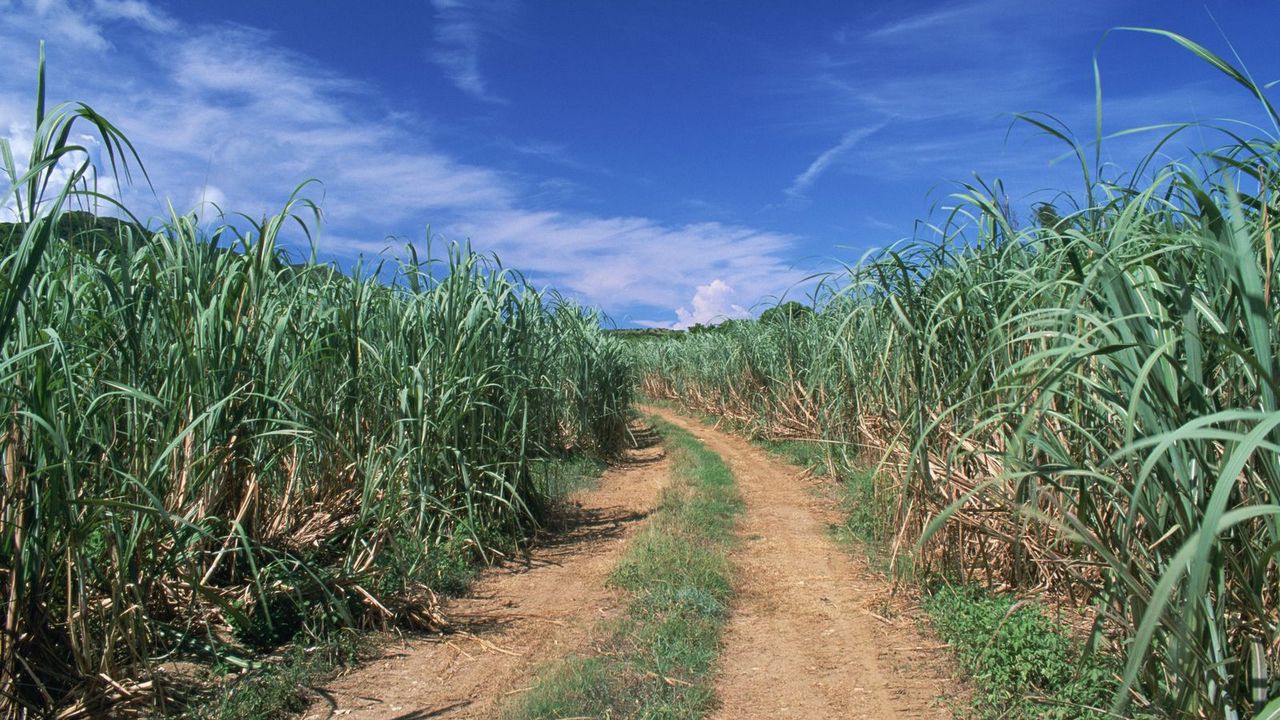 Wallpaper road, field, grass